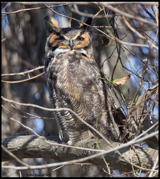 _8SB7921 great-horned Owl Male.jpg